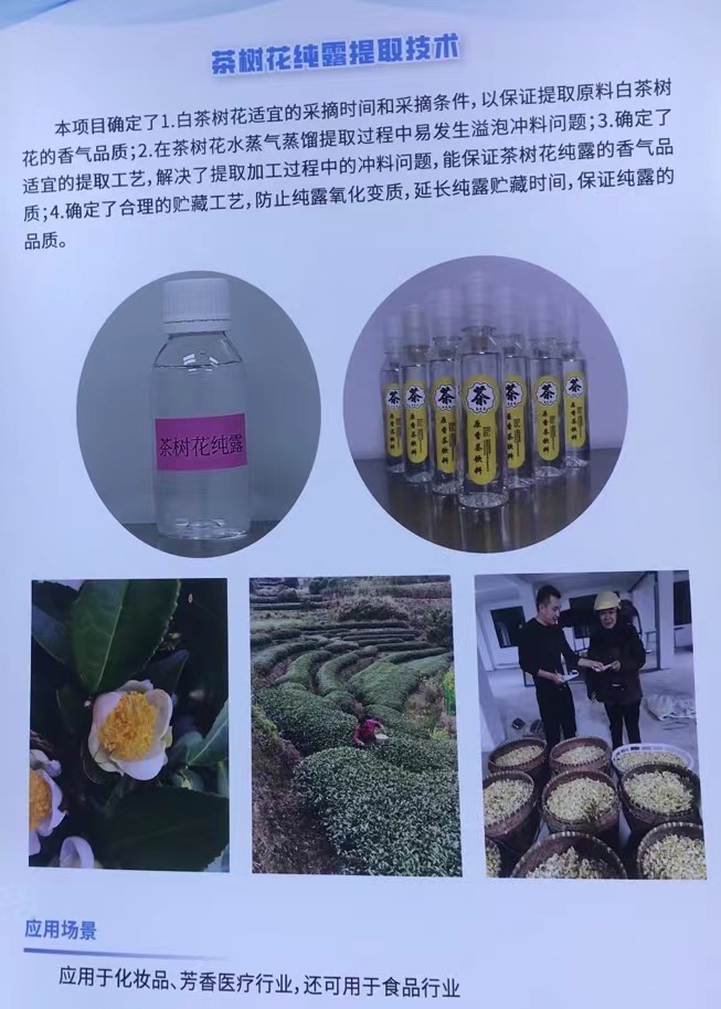 茶树花纯露提取技术